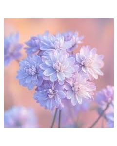 Jasmine